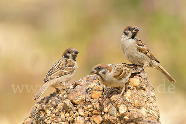 Feldsperling (Passer montanus)