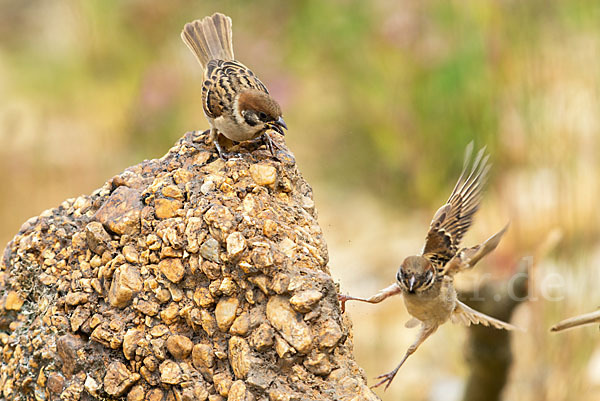 Feldsperling (Passer montanus)