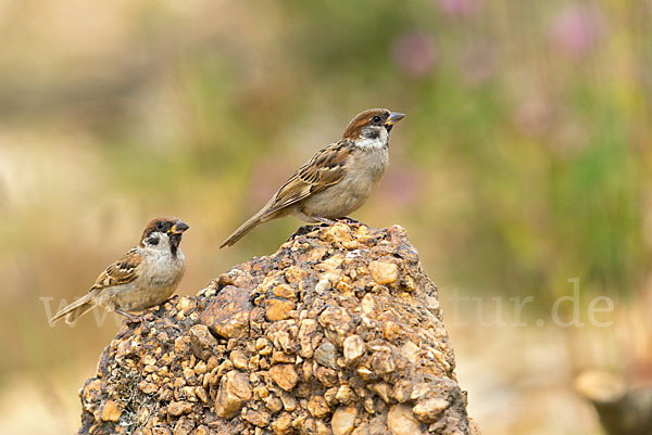 Feldsperling (Passer montanus)