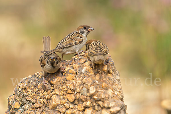 Feldsperling (Passer montanus)