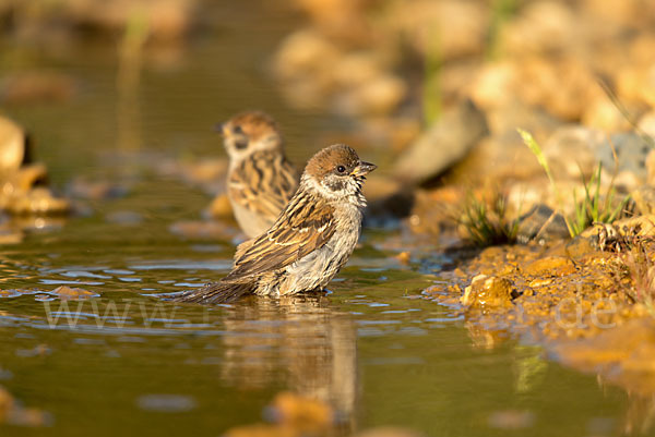 Feldsperling (Passer montanus)