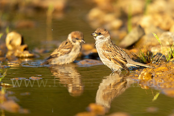 Feldsperling (Passer montanus)