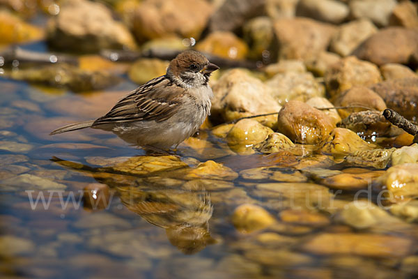 Feldsperling (Passer montanus)