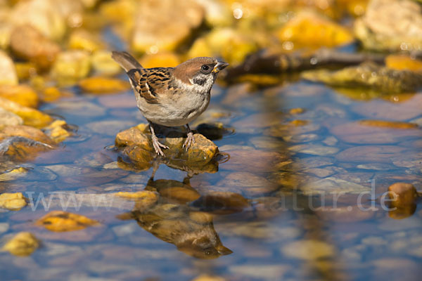 Feldsperling (Passer montanus)