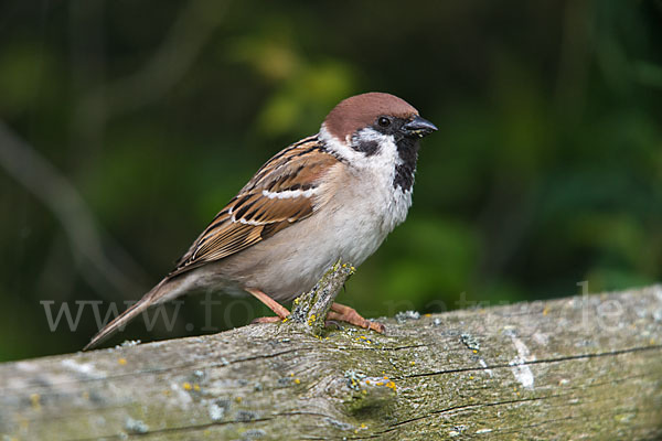 Feldsperling (Passer montanus)