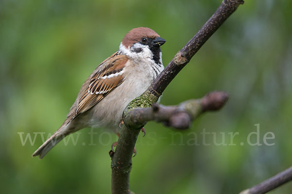 Feldsperling (Passer montanus)