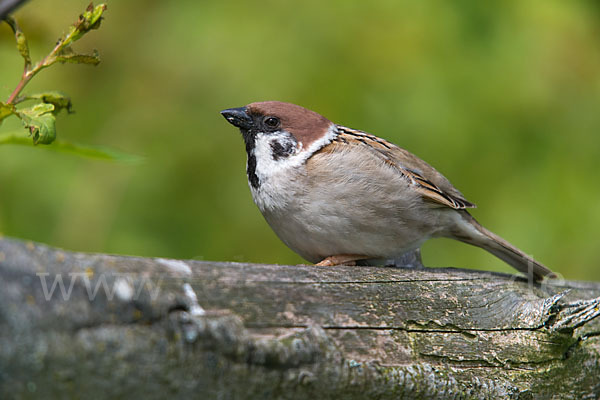 Feldsperling (Passer montanus)