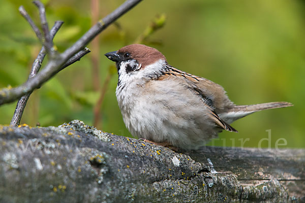 Feldsperling (Passer montanus)