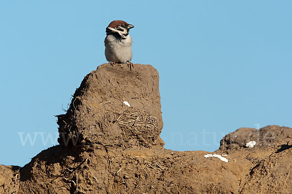 Feldsperling (Passer montanus)