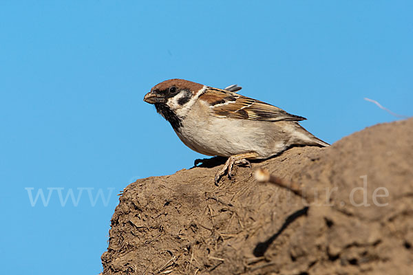 Feldsperling (Passer montanus)