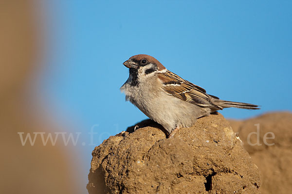 Feldsperling (Passer montanus)