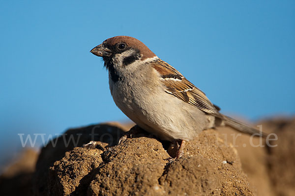 Feldsperling (Passer montanus)