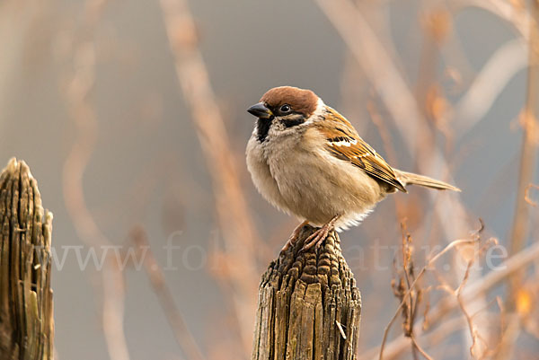 Feldsperling (Passer montanus)