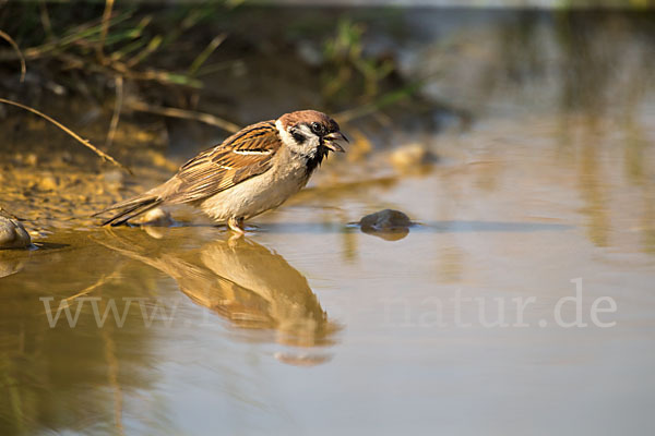 Feldsperling (Passer montanus)