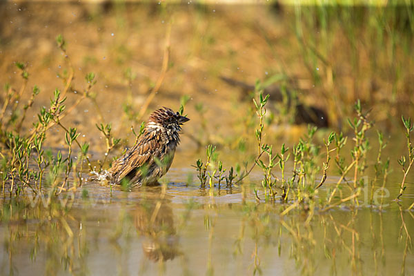 Feldsperling (Passer montanus)