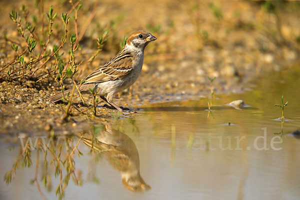 Feldsperling (Passer montanus)