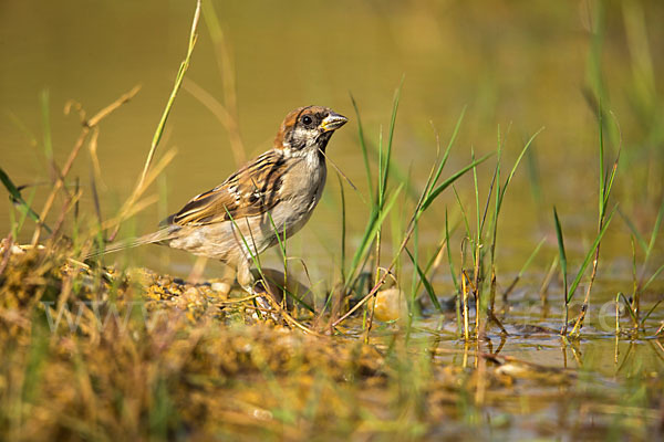 Feldsperling (Passer montanus)