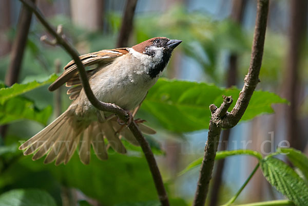 Feldsperling (Passer montanus)