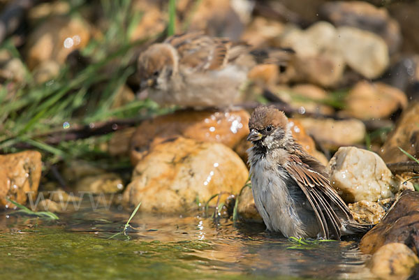 Feldsperling (Passer montanus)