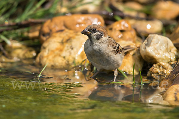 Feldsperling (Passer montanus)