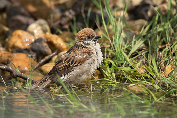 Feldsperling (Passer montanus)