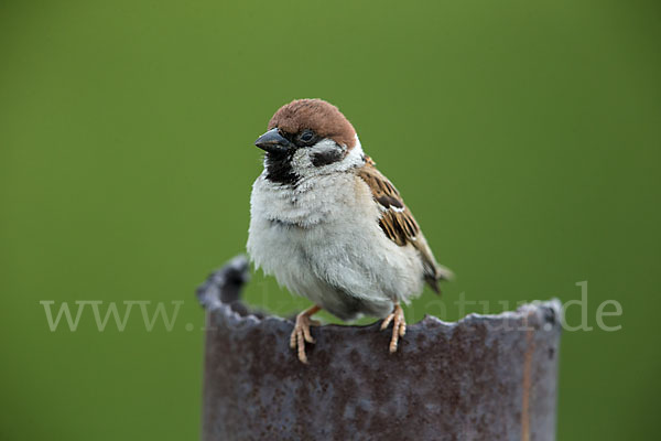 Feldsperling (Passer montanus)