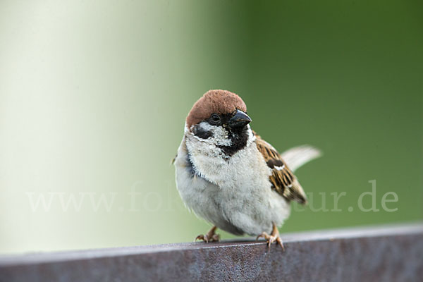 Feldsperling (Passer montanus)