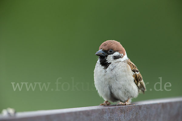 Feldsperling (Passer montanus)