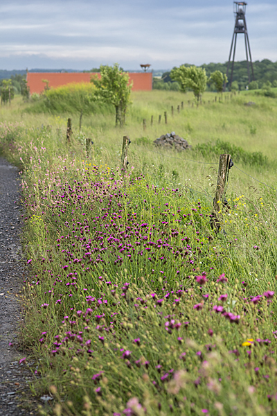 Feldweg (path)