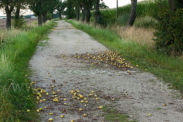 Feldweg (path)