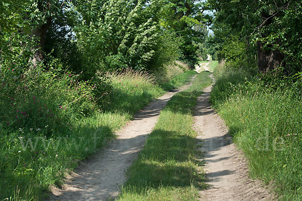 Feldweg (path)