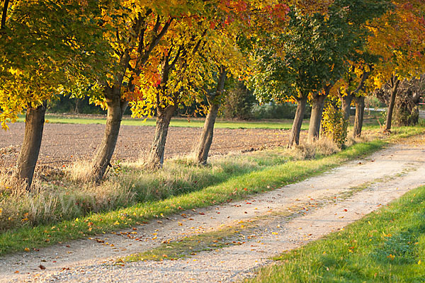 Feldweg (path)