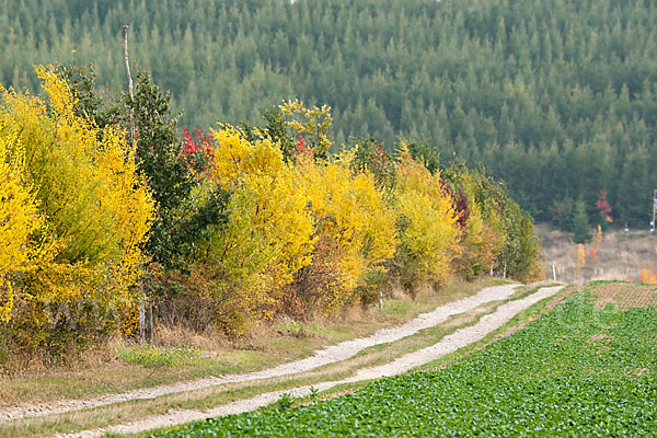 Feldweg (path)