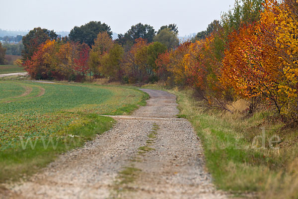 Feldweg (path)