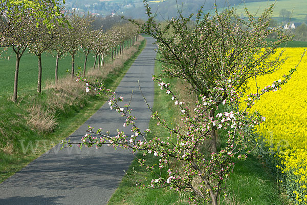 Feldweg (path)