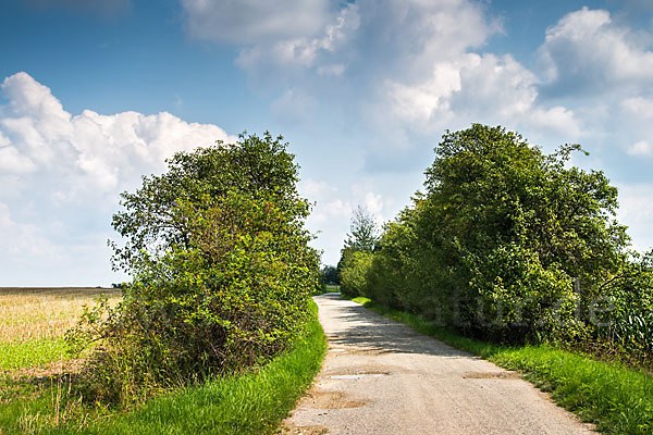 Feldweg (path)