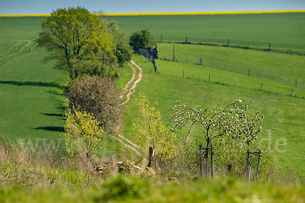 Feldweg (path)