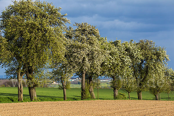 Feldweg (path)