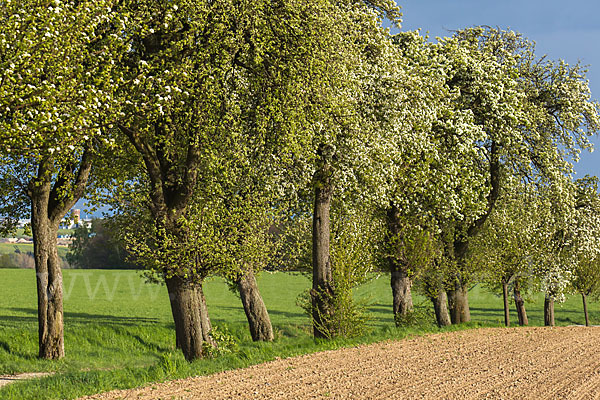 Feldweg (path)