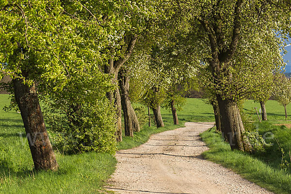 Feldweg (path)