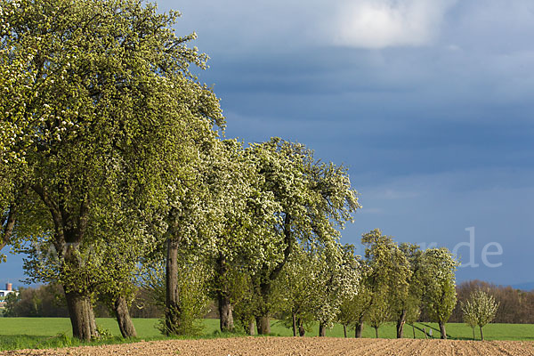 Feldweg (path)