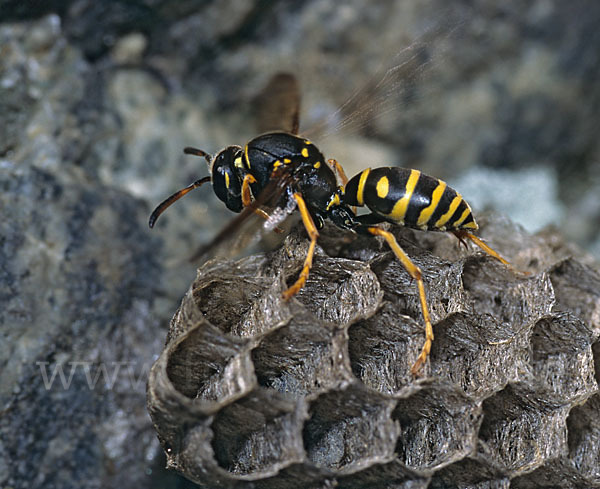 Feldwespe spec. (Polistes biglumis)