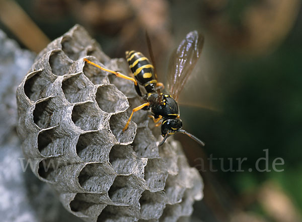 Feldwespe spec. (Polistes biglumis)