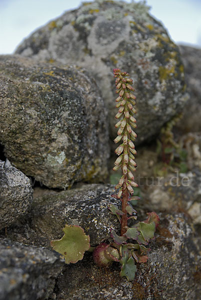 Felsen-Nabelkraut (Umbilicus rupestris)