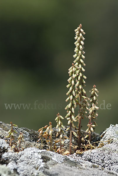 Felsen-Nabelkraut (Umbilicus rupestris)