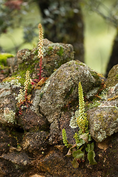 Felsen-Nabelkraut (Umbilicus rupestris)