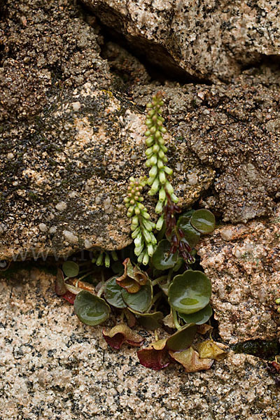 Felsen-Nabelkraut (Umbilicus rupestris)