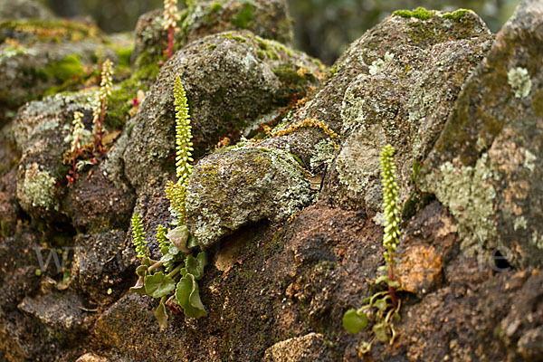 Felsen-Nabelkraut (Umbilicus rupestris)