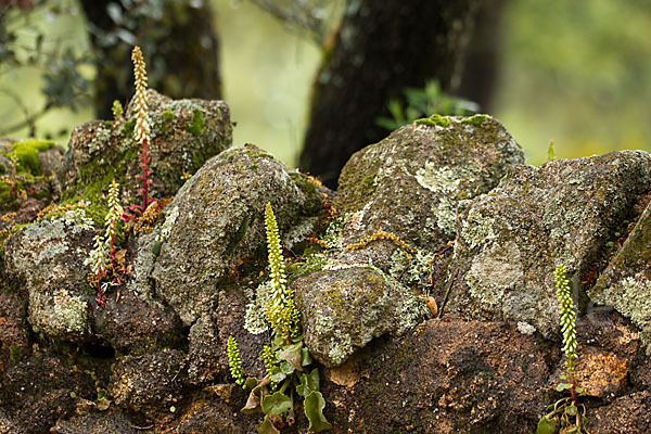 Felsen-Nabelkraut (Umbilicus rupestris)