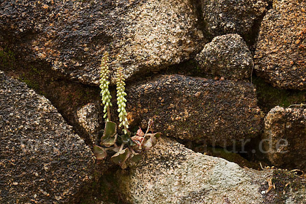 Felsen-Nabelkraut (Umbilicus rupestris)